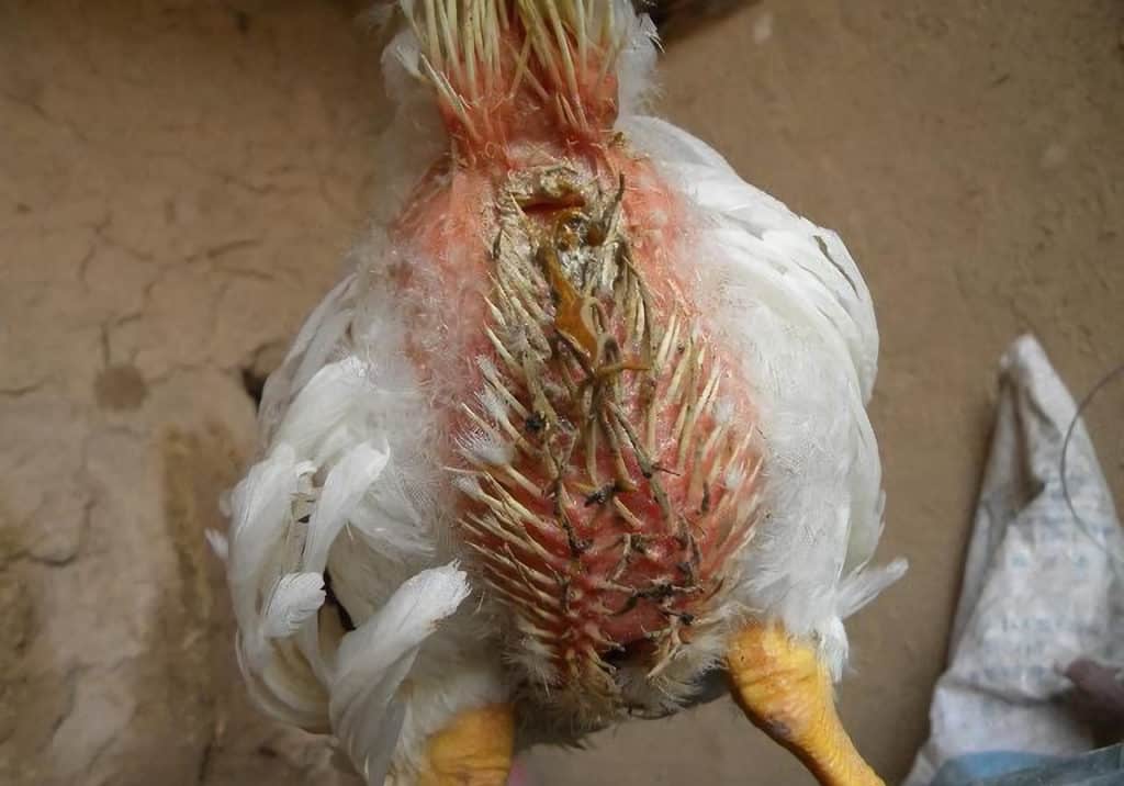 poultry parasites