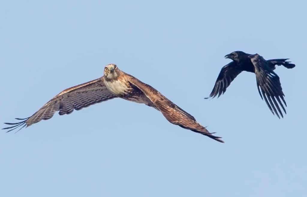 protecting-free-range-chickens-from-hawks-1024x656