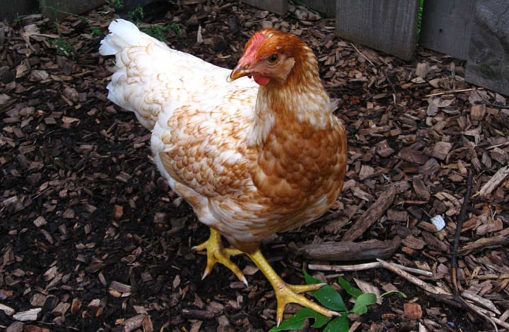 pullet