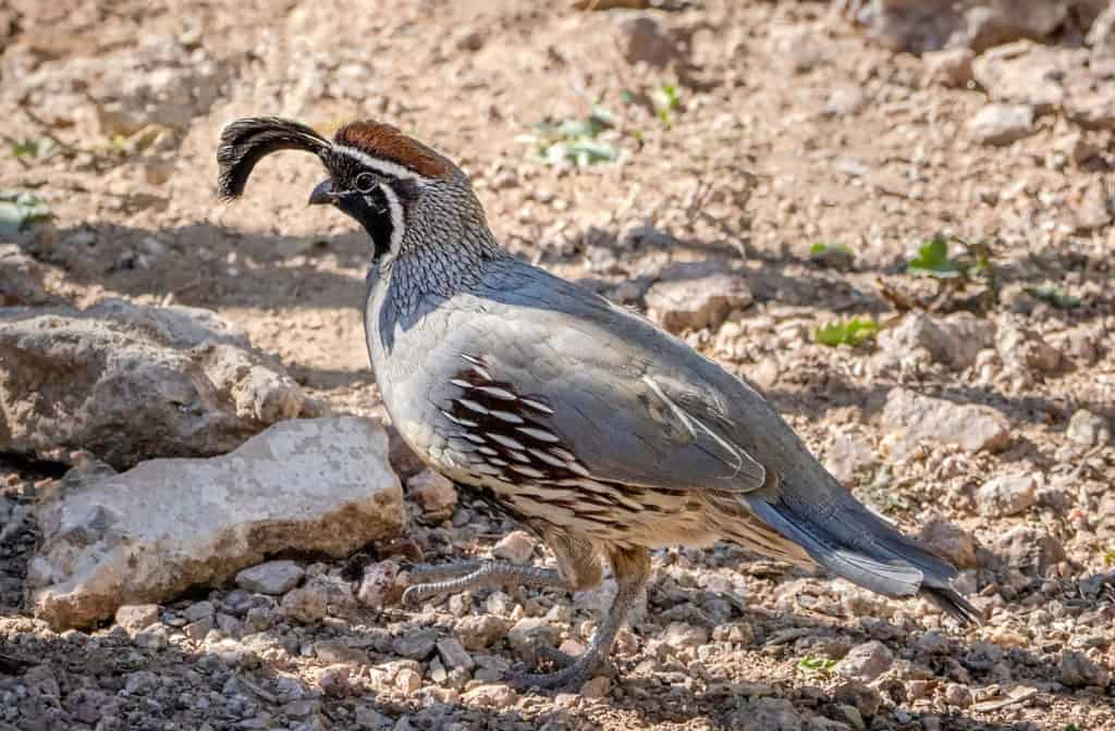 types of quail