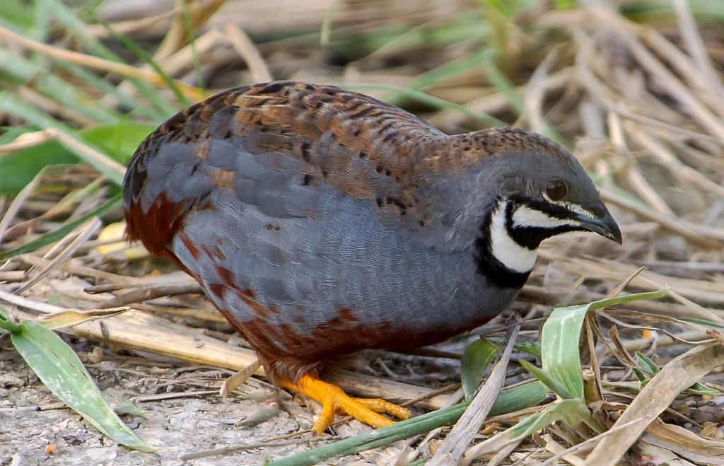 largest meat quail