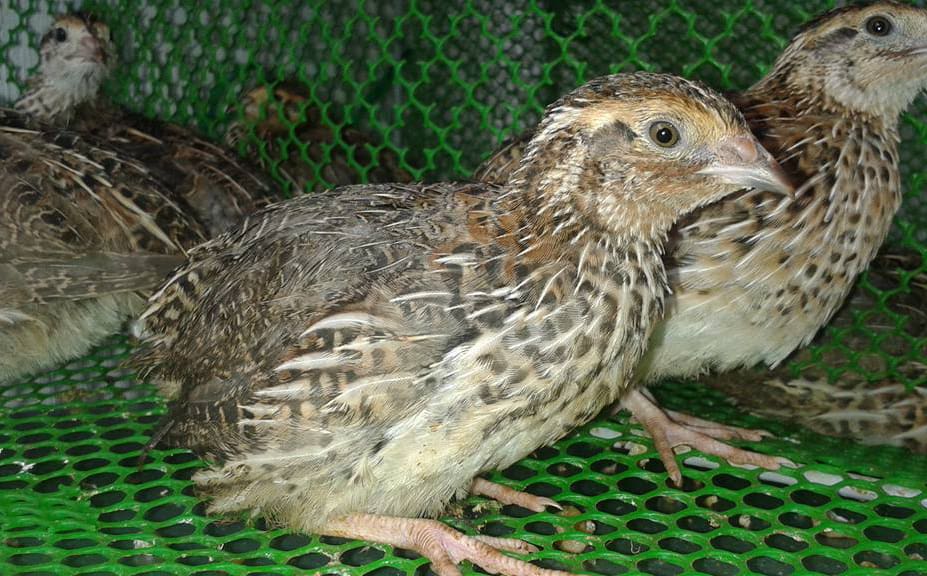 quails species