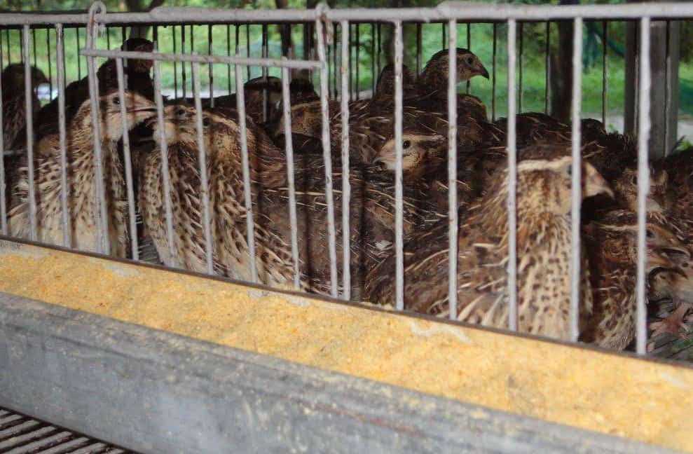raising quail for meat and eggs