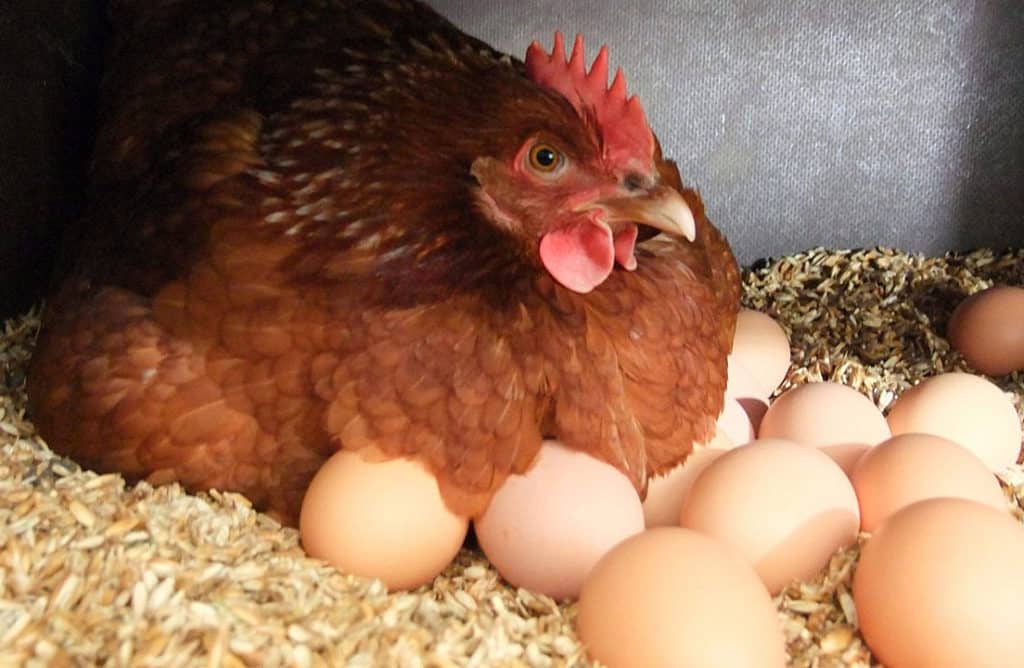 rooster and hen mating