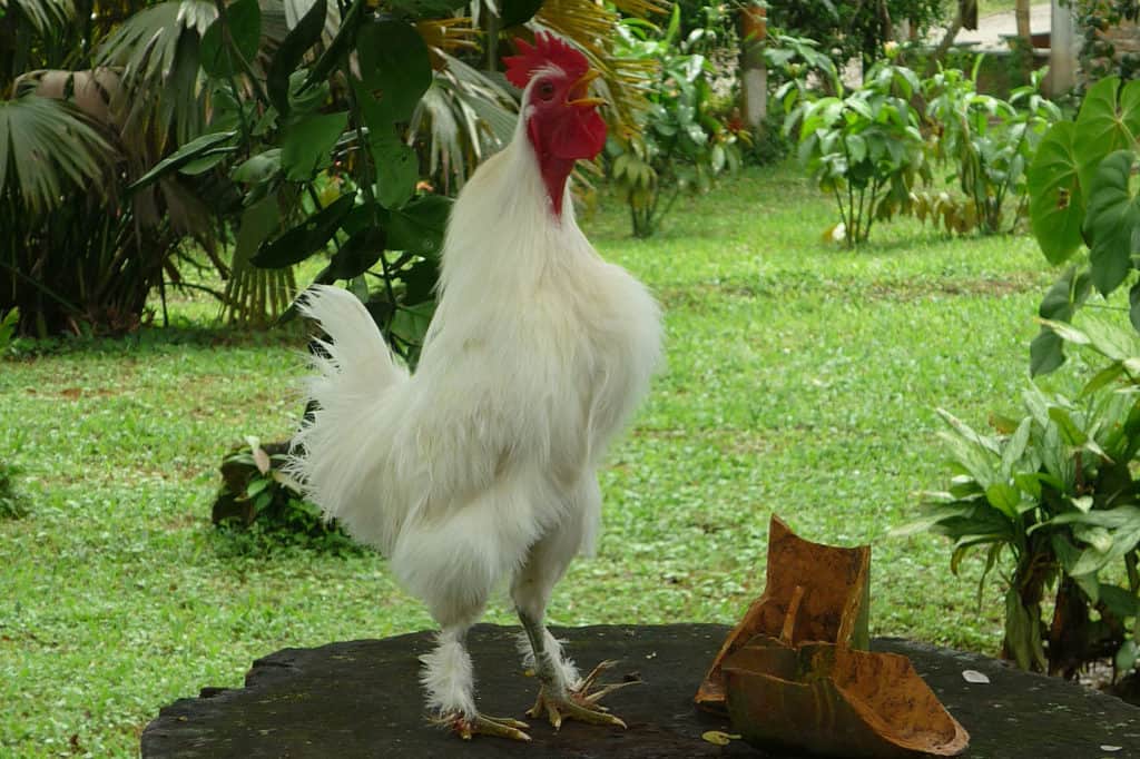 rooster behavior