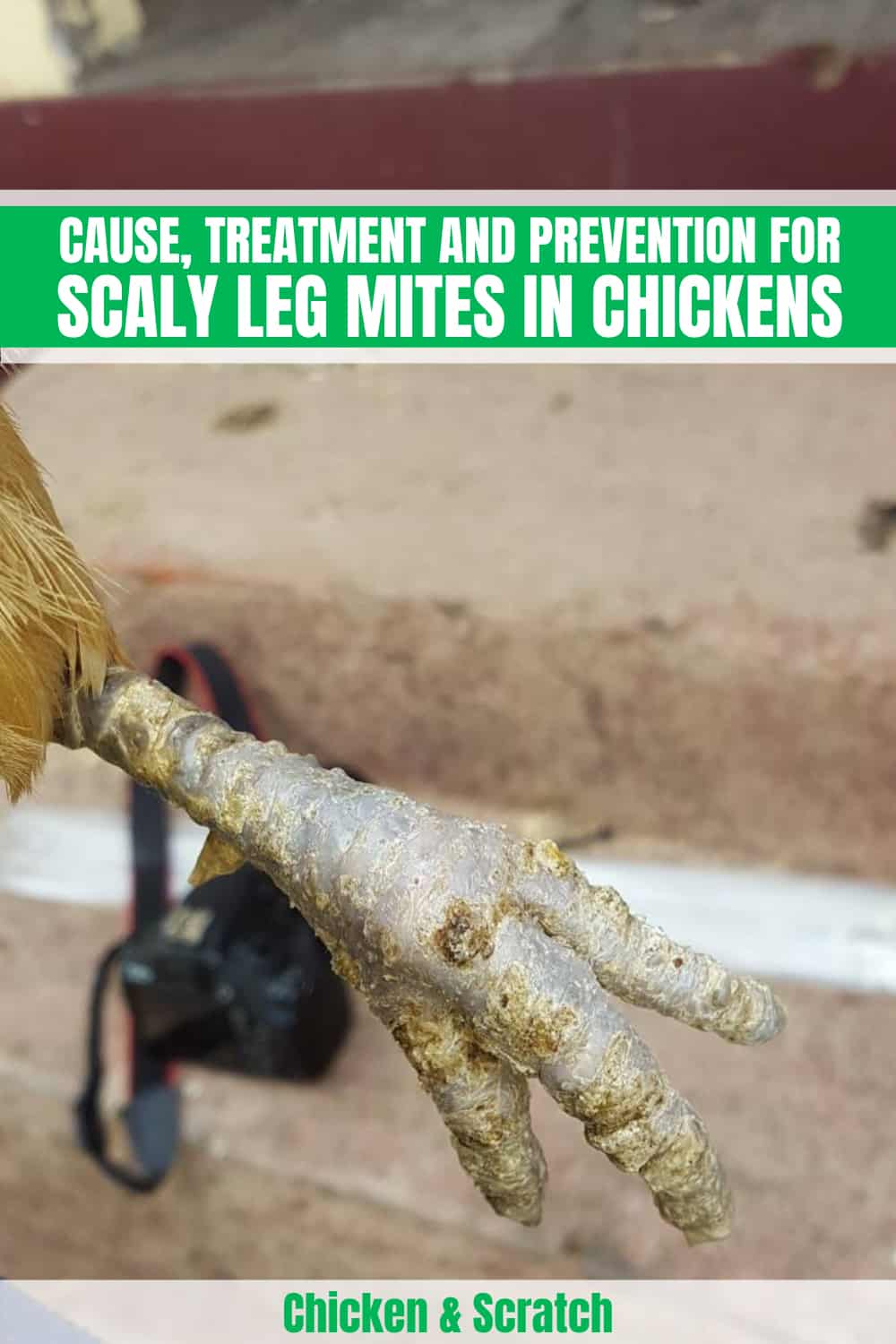 scaly leg mites