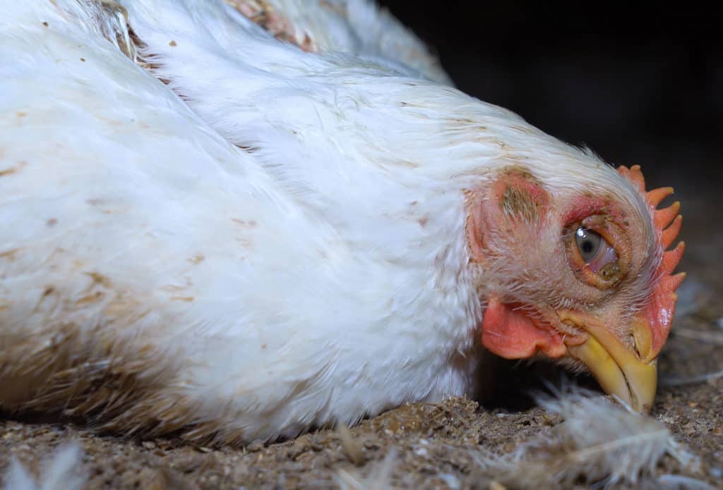 How To Help A Sick Chicken?