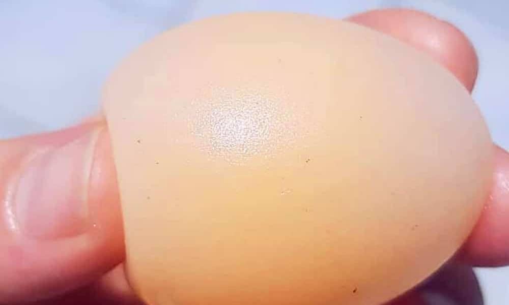 thin egg shells