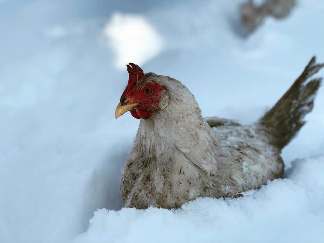 demasiado frío para pollos