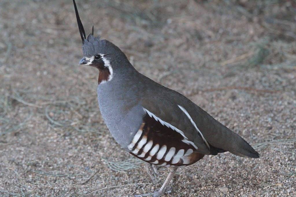 types of quail