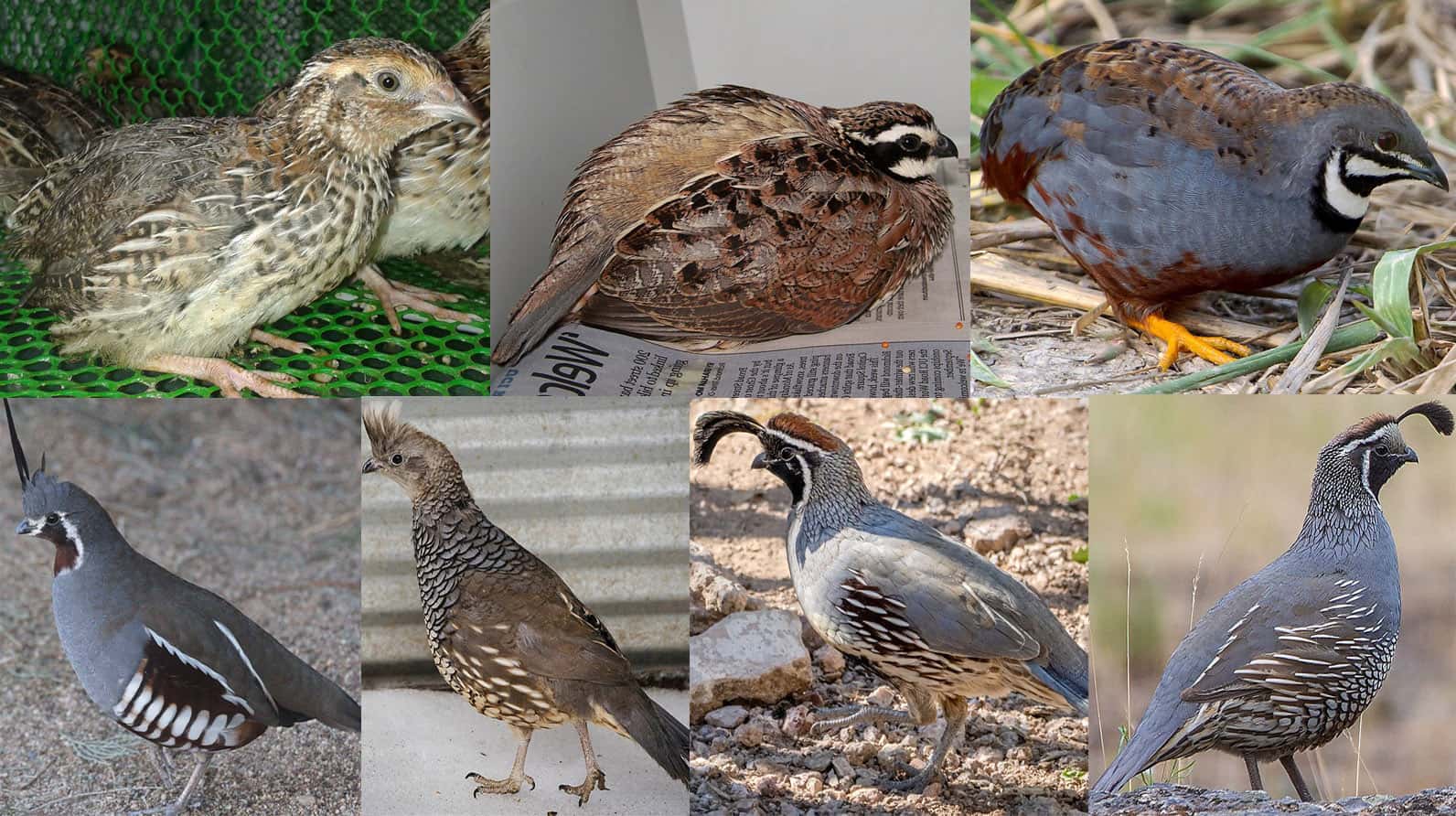 types of quail