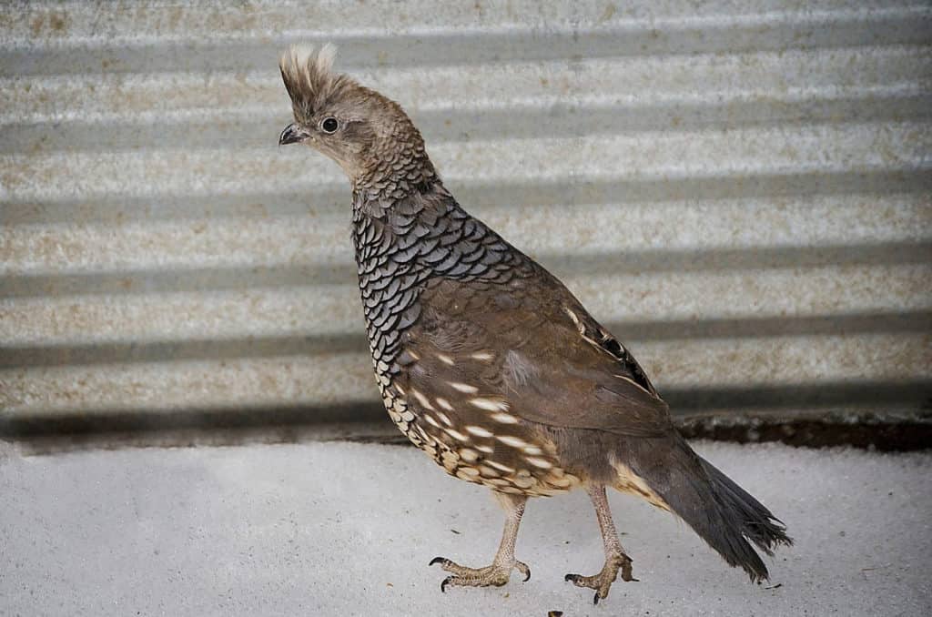 types of quails