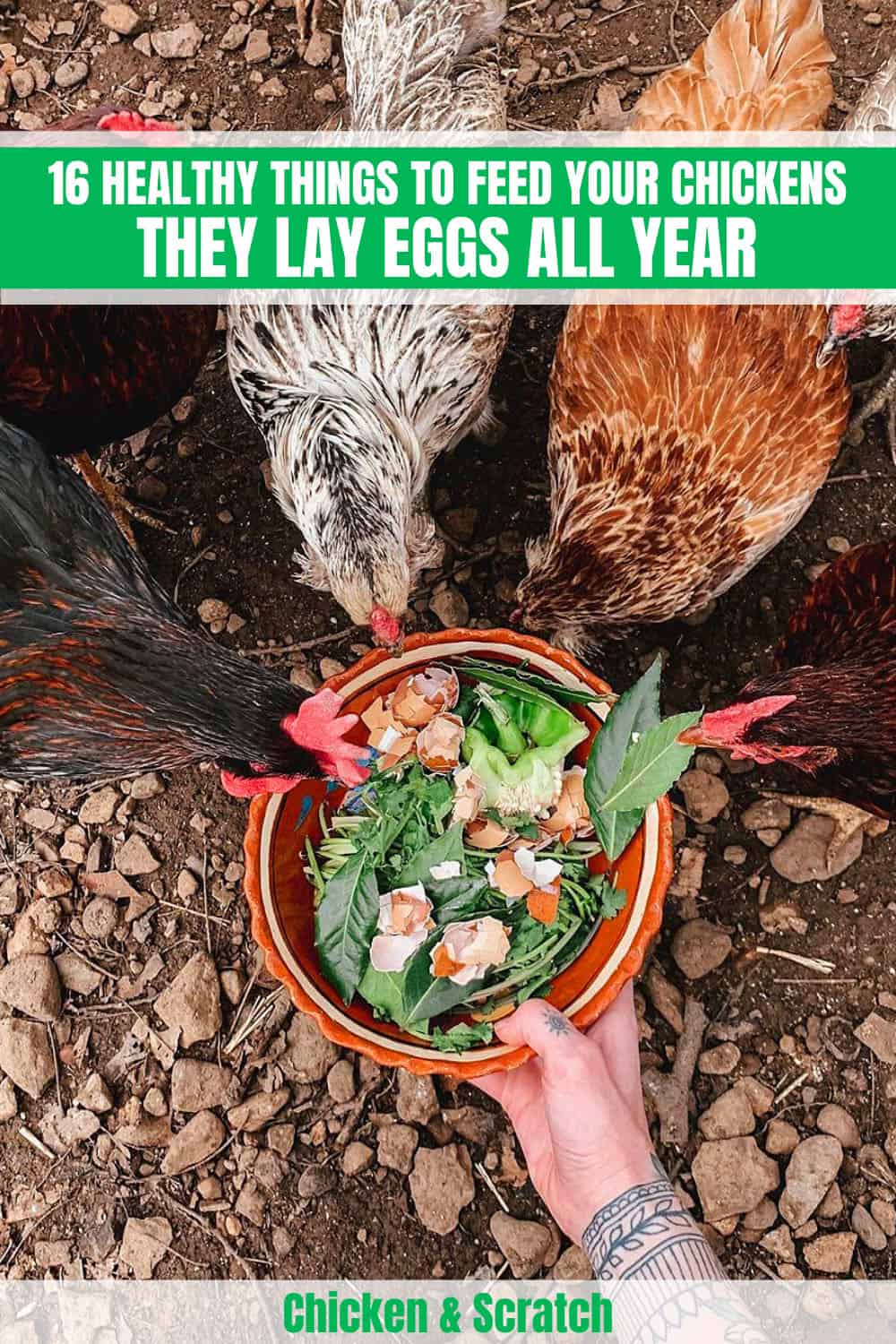 16 Healthy Things to Feed Your Chickens - They Lay Eggs All Year