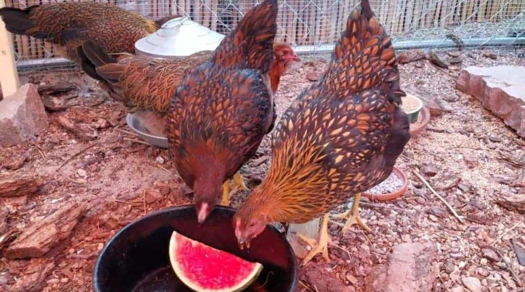  qu'est-ce que les poulets aiment manger 