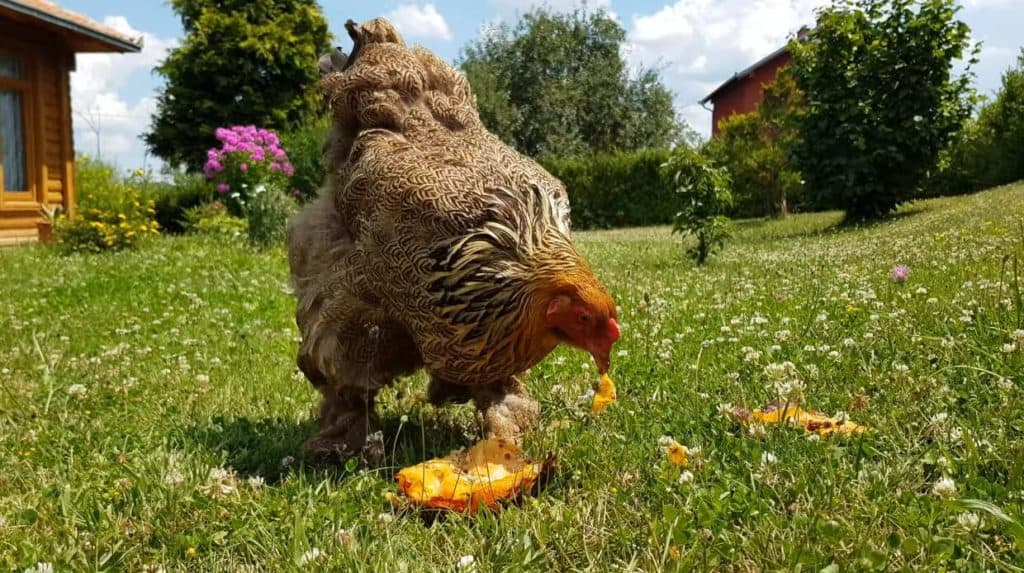 ce mănâncă găinile