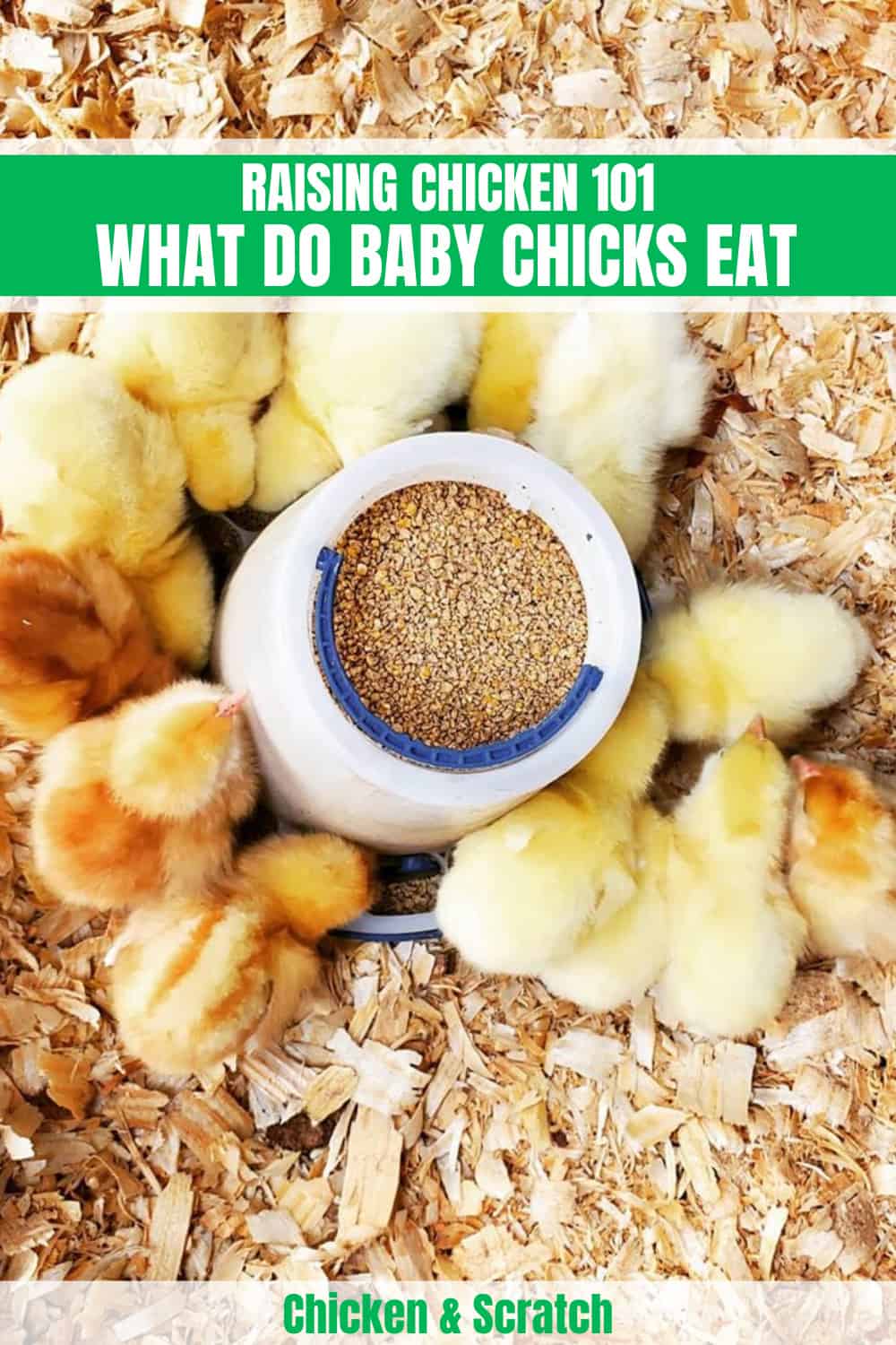 what does chicks eat