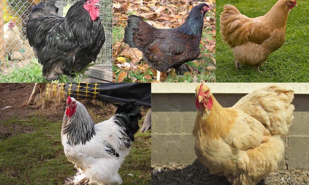 what is the largest breed of chicken