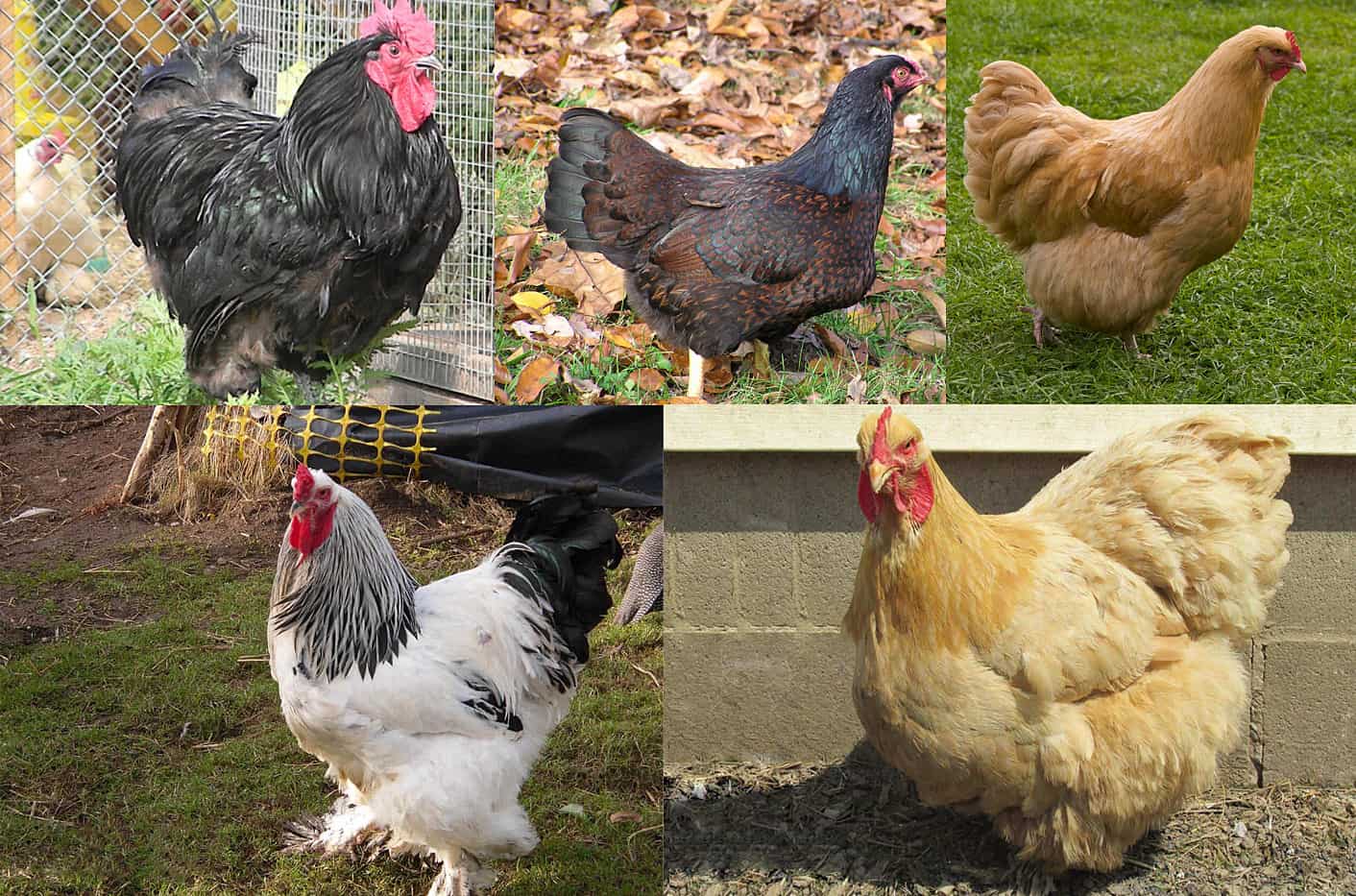 Top 5 Largest Chicken Breeds Also Laying Largest Eggs