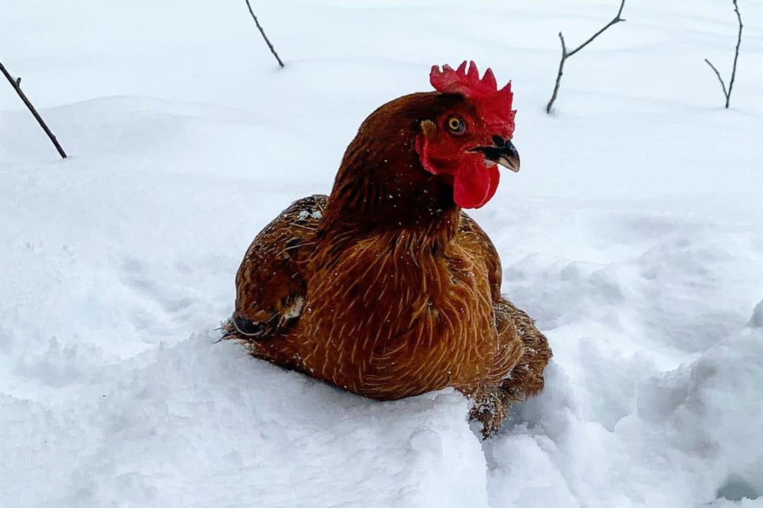 Welche Temperatur ist zu kalt für Hühner