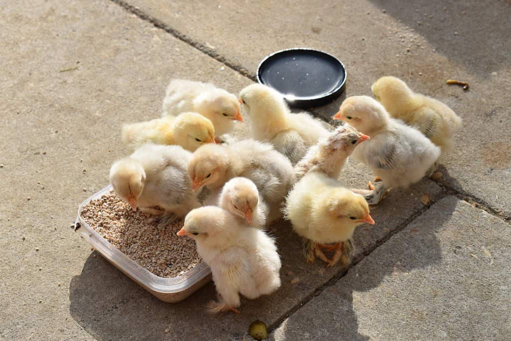 what to feed baby chicks