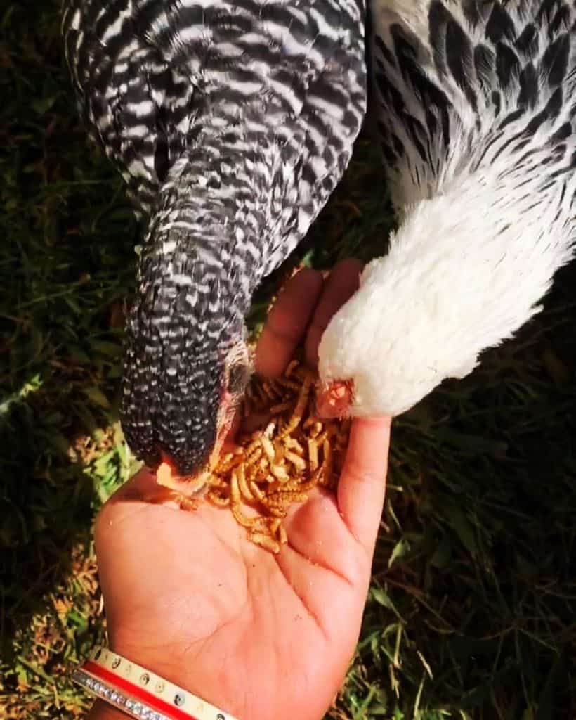  quoi nourrir les poulets 