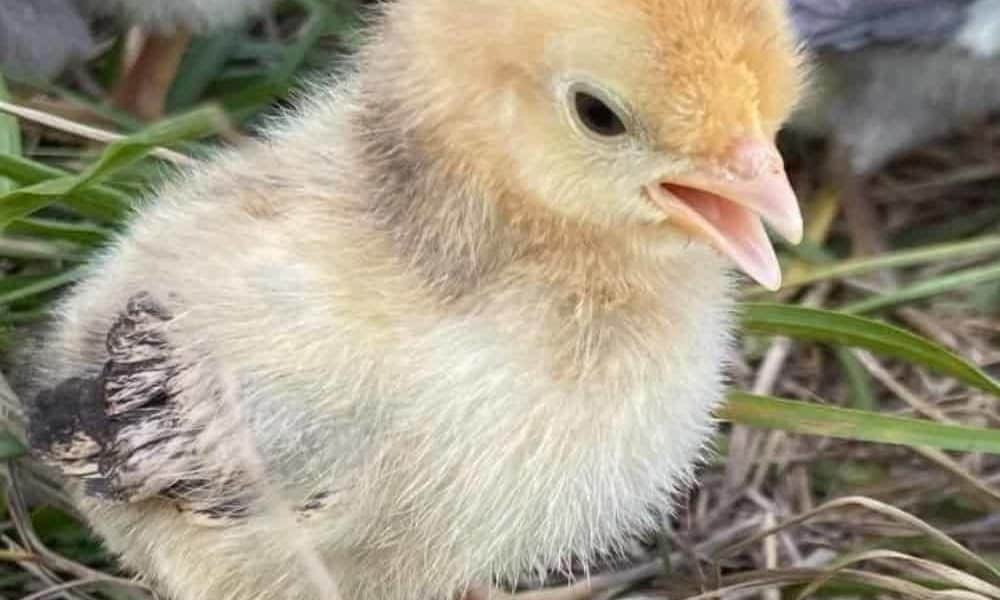 Baby Chicks: When Can They Go Outside?