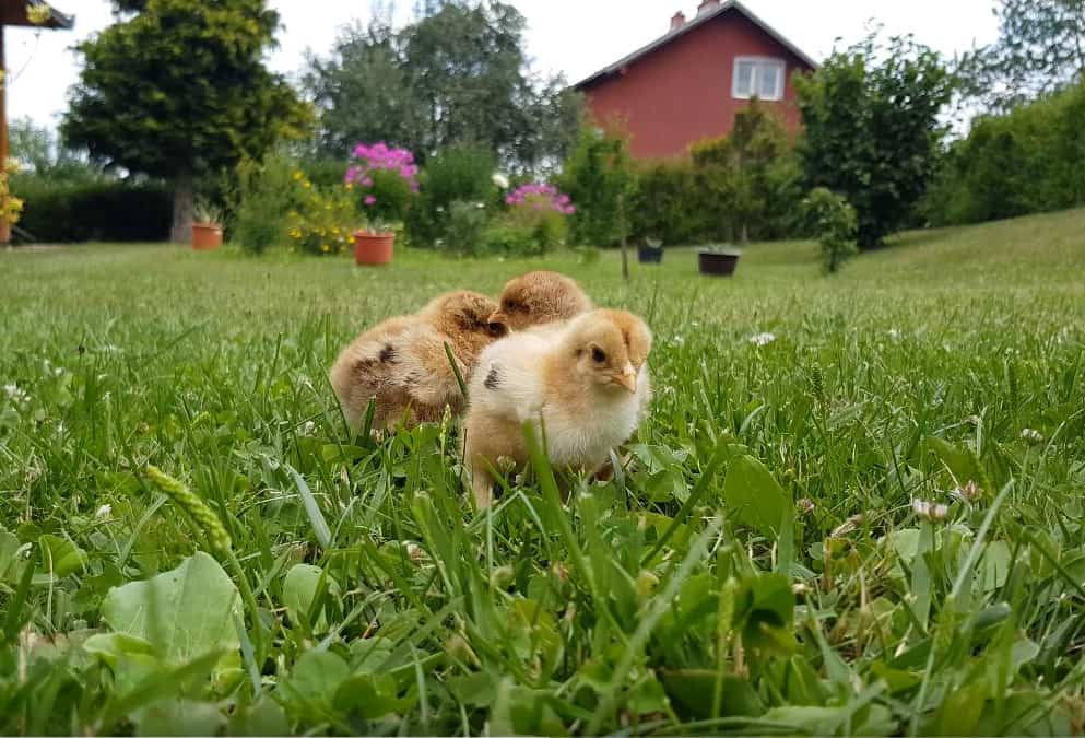 when can chicks move outside