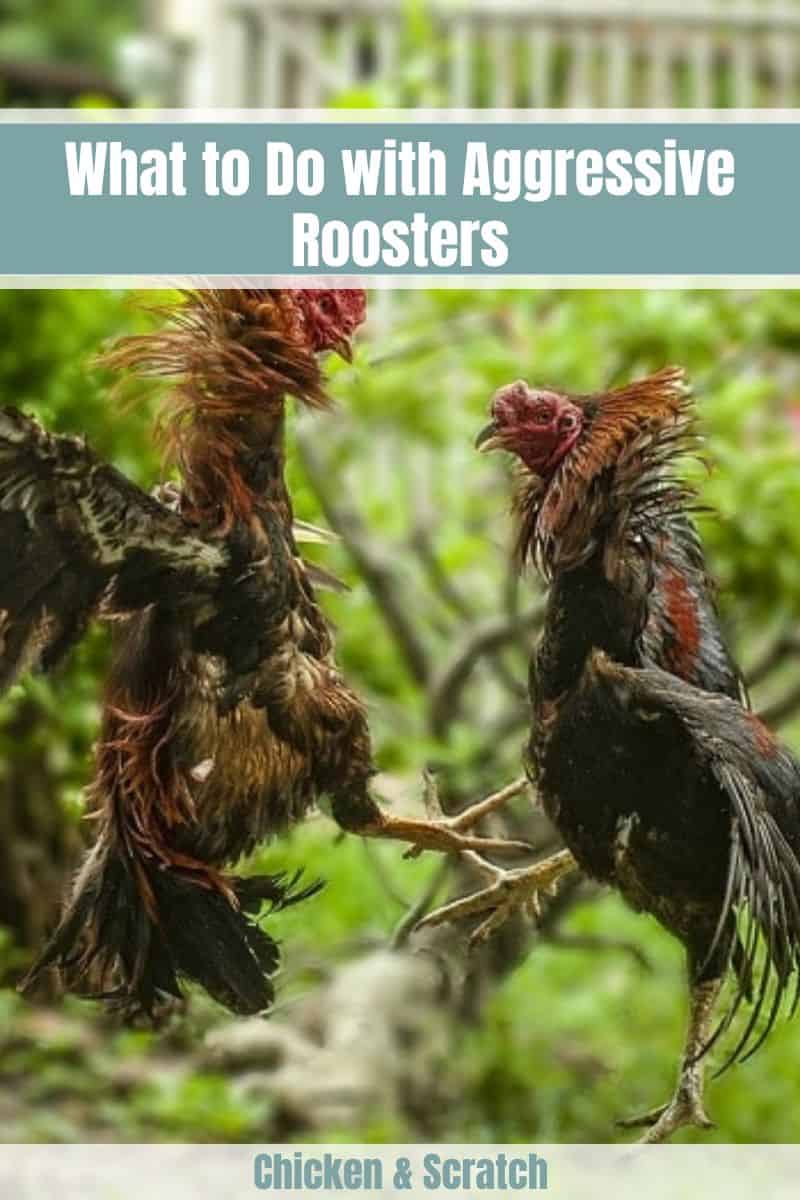 why do roosters attack humans