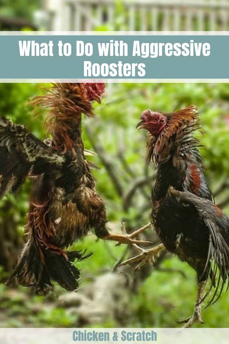 6 Ways to Deal With Aggressive Roosters