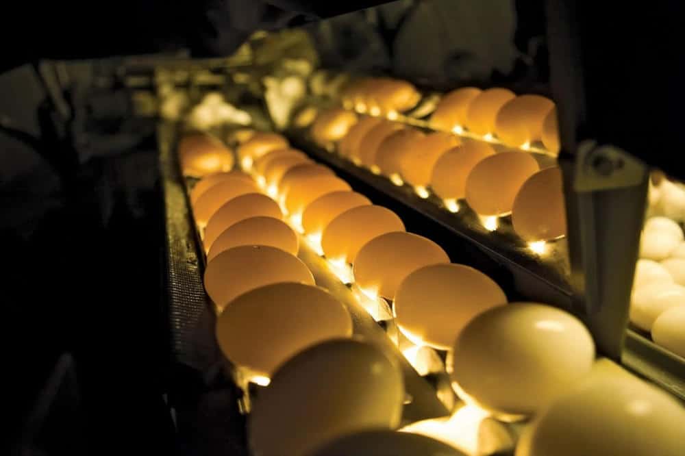 Candling Chicken Eggs
