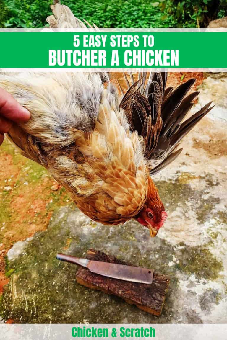 5 Easy Steps To Butcher A Chicken (Step-by-Step Guide)