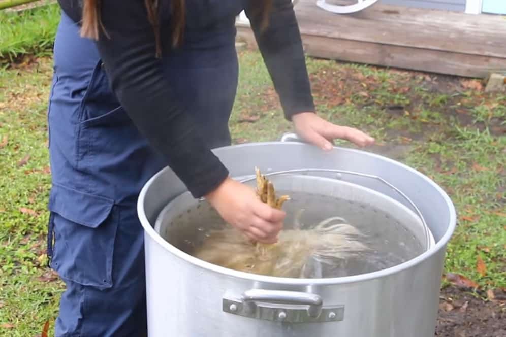 Steps to Butcher a Chicken