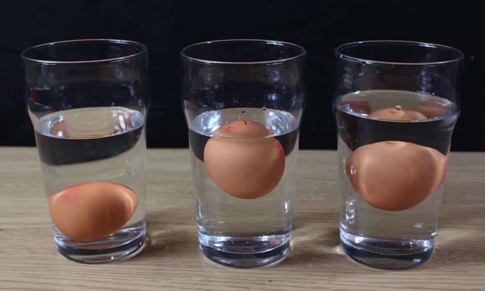 eggs float