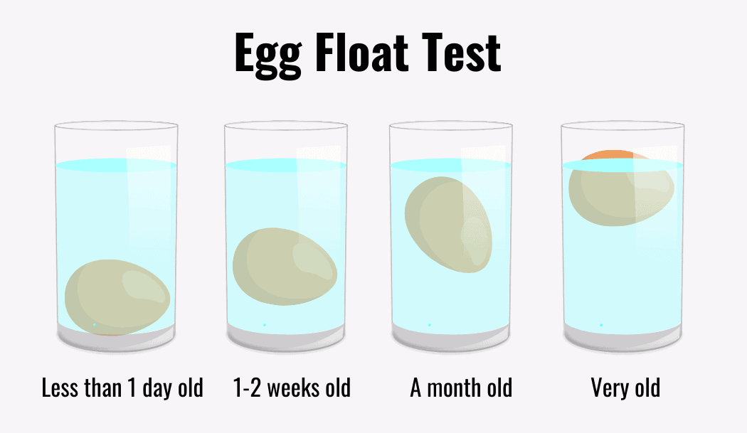 eggs float