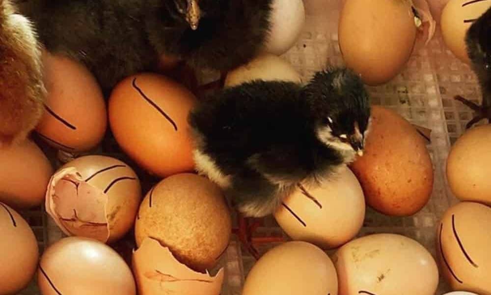 how to incubate chicken eggs