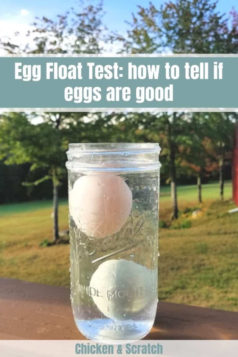 Egg Float Test Tell If Your Expired Eggs Are Still Good To Eat 0646