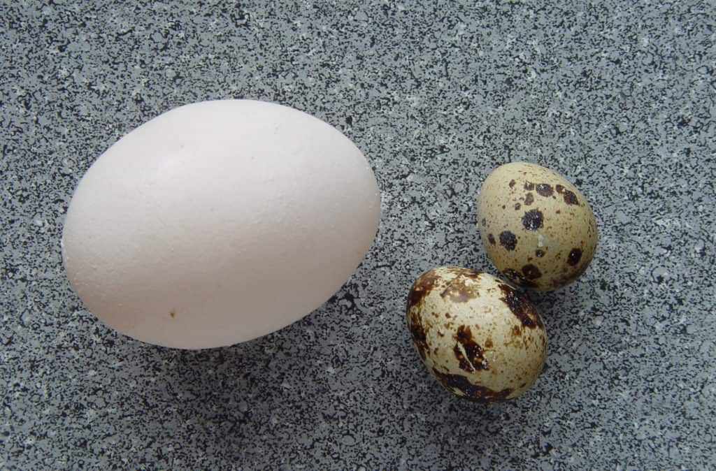 quails eggs nutrition