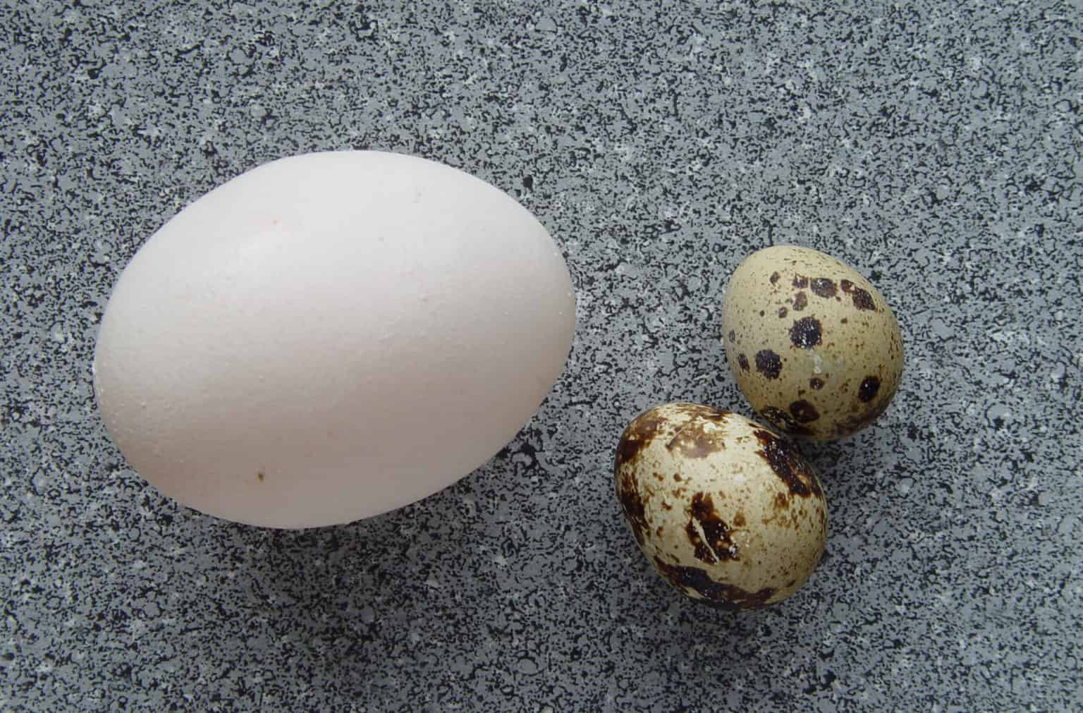 Quail Eggs Nutrients, Benefits, Calories