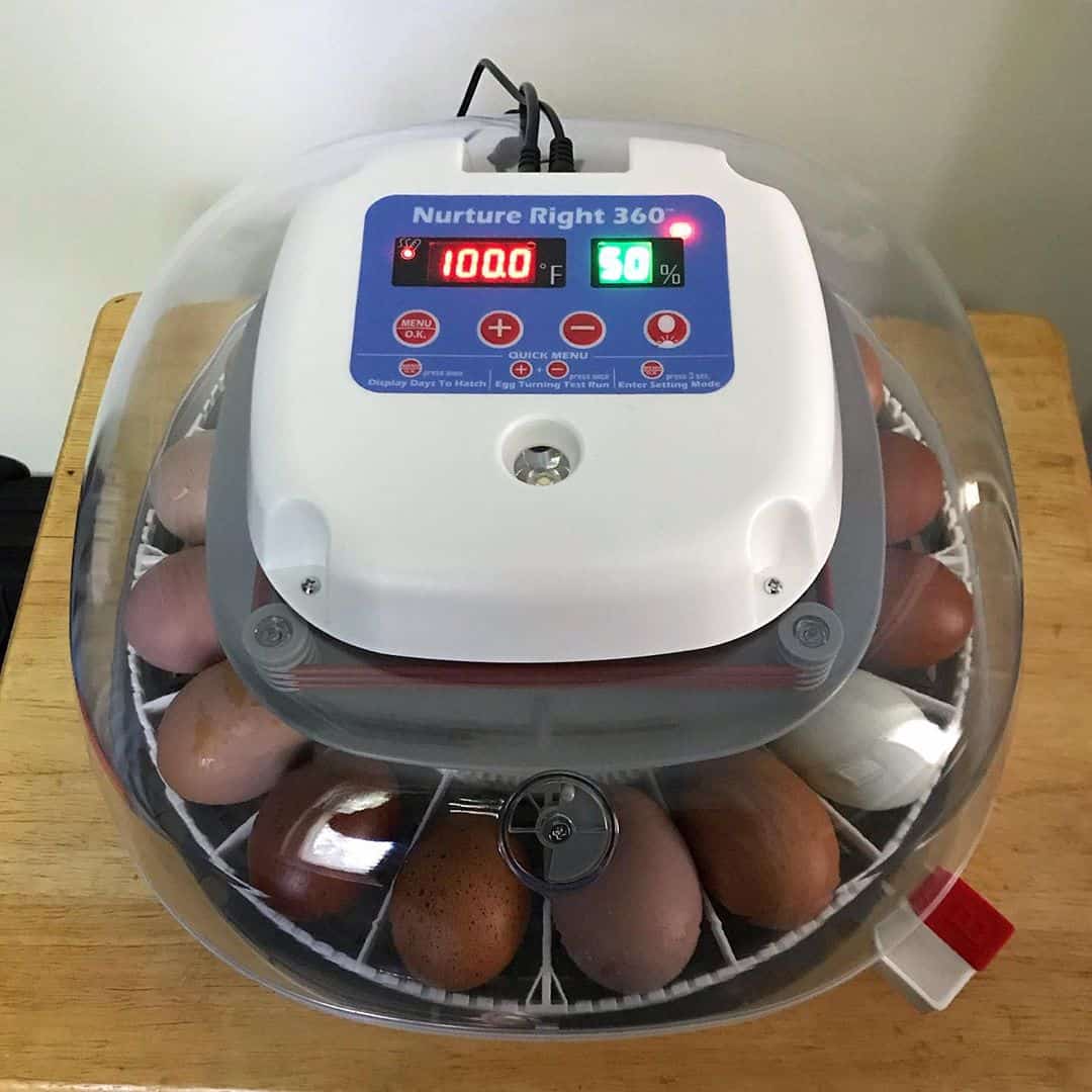 chicken incubator temperature