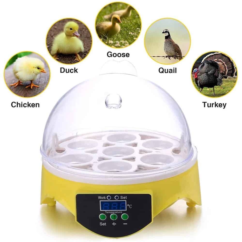 Currens 7-Egg Mini Chicken Egg Incubator