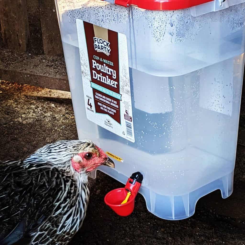 chicken water feeder