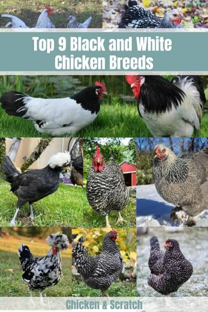 Top 9 Black and White Chicken Breeds (with Pictures)