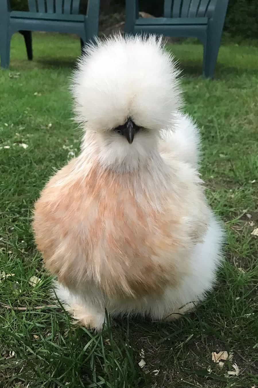 Top 8 Friendliest Chicken Breeds (Best Pet Chickens With Pictures)