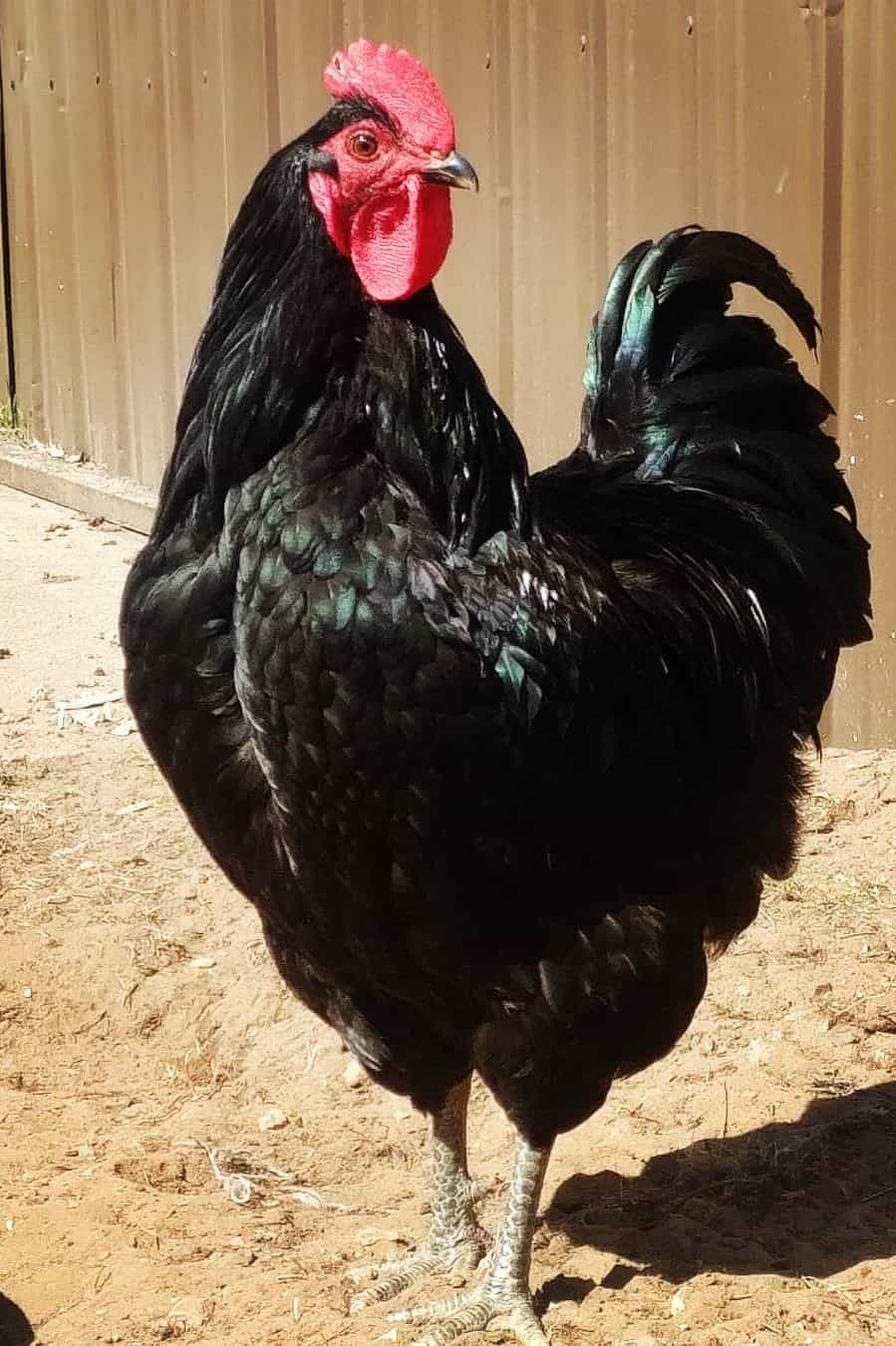 best pet chickens