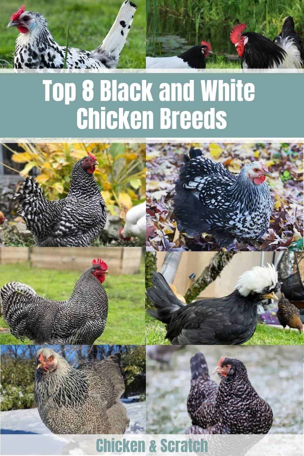 black and white chicken breeds