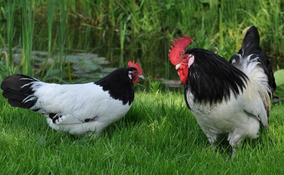 black and white chickens