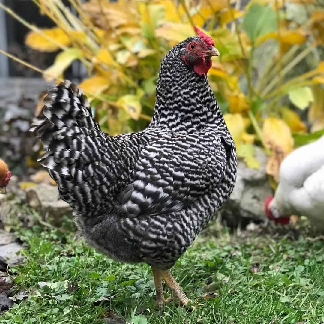 black and white spotted chicken