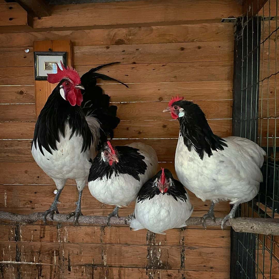 chickens black and white