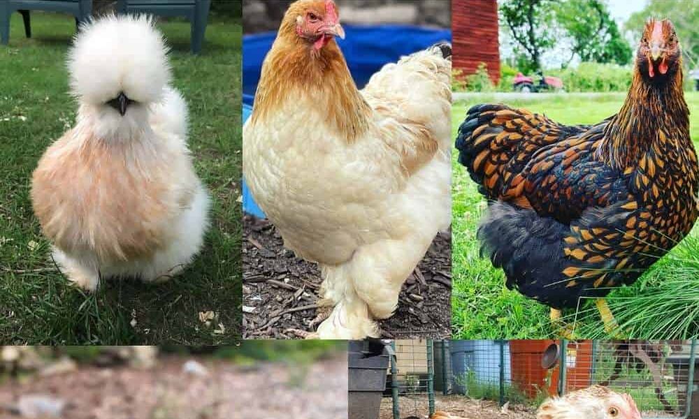 Chicken Scratch The Foundry | The Place for Chicken Breeds, Raising Tips