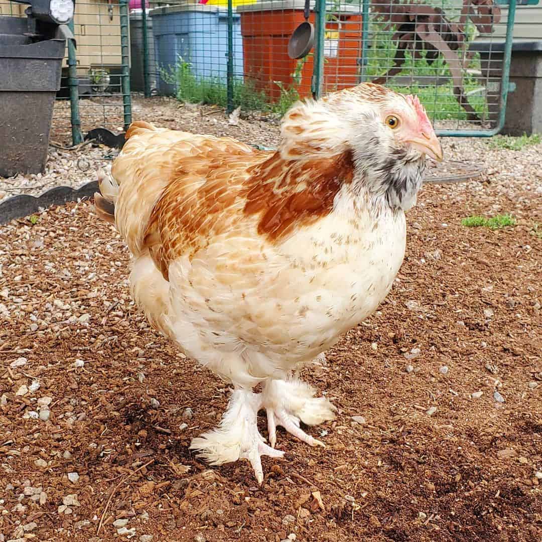 friendliest chicken breeds for pets